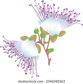 Capers (Capparis spinosa). Hand drawn vector Capparis flower.