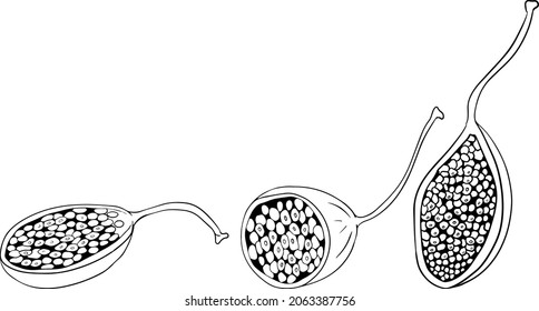 Capers color flat icon. Ripe green vegetable. Vegetarian delicious. Eco organic food. Coloring pages