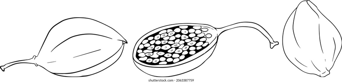 Capers color flat icon. Ripe green vegetable. Vegetarian delicious. Eco organic food. Coloring pages
