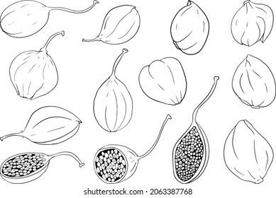 Capers color flat icon. Ripe green vegetable. Vegetarian delicious. Eco organic food. Coloring pages