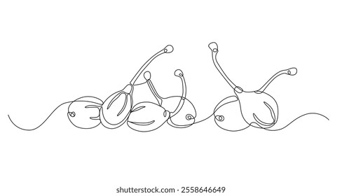 Capers drawn in continuous line in minimalism, tropical plant, unopened flower buds, one line, editable vector contour