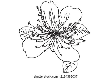 
capers flower is drawn in black outline, intended for tattoo, cards, clothes and cloth printing, Valentine, March 8 and you can use it in other cases