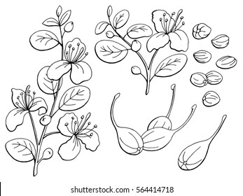 Capers Graphic Black White Isolated Sketch Illustration Vector