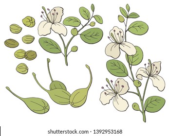 Capers Graphic Color Isolated Sketch Illustration Vector