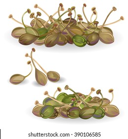 Capers. Hand drawn vector illustration of capers (Capparis spinosa) on white background.