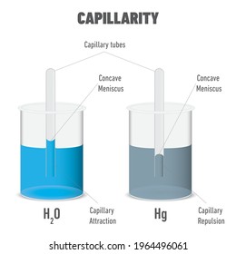 Capillary action and cohesion and adhesion of water