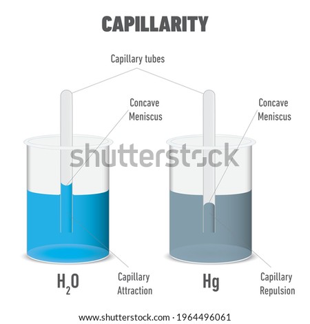 Capillary action and cohesion and adhesion of water