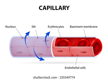Capillary. blood vessel. labelled. Vector Diagram