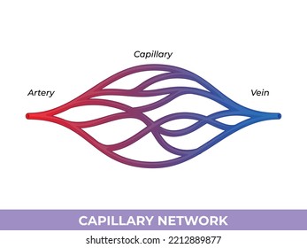 capillary network. smallest blood vessels they convey blood between the arterioles and venules