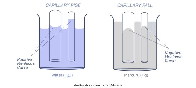 Capillary rise or capillarity is a phenomenon in which liquid spontaneously rises or falls in a narrow space such as a thin tube or in the voids of a porous material. surface tension. General physics.