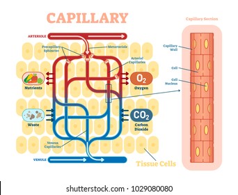 Capillary Schematic, Anatomical Vector Illustration Diagram With Blood Flow. Educational Information Poster.  