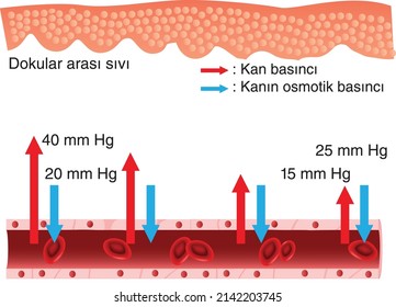 capillary tissue cells vein blood