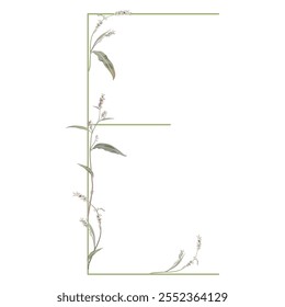 Capital letter E with floral motifs. Botanical alphabet with herbs and wildflowers. Blooming green branches of Polygonum plant. Knotweed or Smartweed flower. Isolated vector illustration.