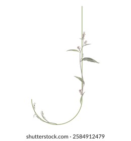 Capital letter J with floral motifs. Botanical alphabet with herbs and wildflowers. Blooming green branches of Polygonum plant. Knotweed or Smartweed flower. Isolated vector illustration.