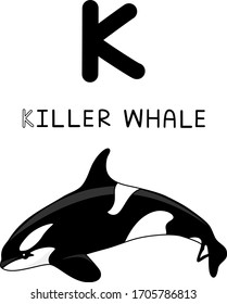A capital letter K killer whale or Orca the oceanic dolphin family the largest mammals hunt marine, seals and dolphin.  It’s an apex predators we can find them in marine Arctic Antarctic cartoon 