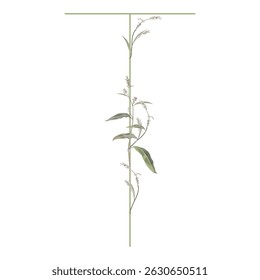 Capital letter T with floral motifs. Botanical alphabet with herbs and wildflowers. Blooming green branches of Polygonum plant. Knotweed or Smartweed flower. Isolated on white background.