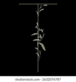 Capital letter T with floral motifs. Botanical alphabet with herbs and wildflowers. Blooming green branches of Polygonum plant. Knotweed or Smartweed flower. On black background.