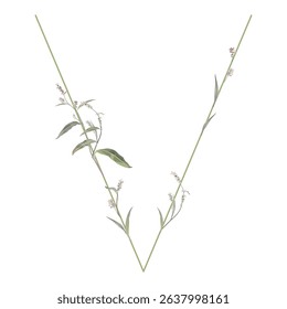 Capital letter V with floral motifs. Botanical alphabet with herbs and wildflowers. Blooming green branches of Polygonum plant. Knotweed or Smartweed flower. Isolated on white background.