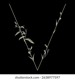 Capital letter V with floral motifs. Botanical alphabet with herbs and wildflowers. Blooming green branches of Polygonum plant. Knotweed or Smartweed flower. On black background.