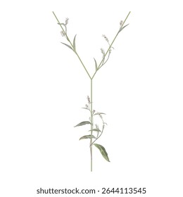Capital letter Y with floral motifs. Botanical alphabet with herbs and wildflowers. Blooming green branches of Polygonum plant. Knotweed or Smartweed flower. Isolated on white background.