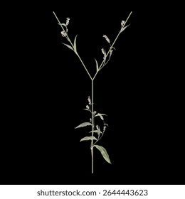 Capital letter Y with floral motifs. Botanical alphabet with herbs and wildflowers. Blooming green branches of Polygonum plant. Knotweed or Smartweed flower. On black background.