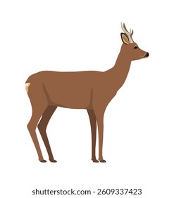 Capreolus capreolus - Male Roe deer seen in Side view - Flat vector Isolated