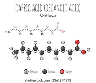 Capric acid skeletal structure and flat model representation, isolated on a blank background. Vector editable.