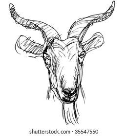 capricorn