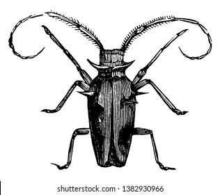 Capricorn Beetle which is generally distinguished by the great length of their entennae, vintage line drawing or engraving illustration.