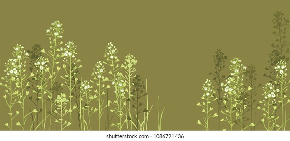 Capsella bursa-pastoris. Blooming grass. Medicinal plant. Heart-seeds.