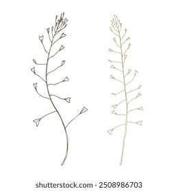 Capsella bursa-pastoris two branches wild, meadow herbs, dried flowers. Line art is a simple hand-drawn illustration in beige, ochre, brown ink. Isolated vector EPS set of elements.