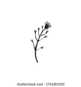 Flor capsella sobre ilustración vectorial de fondo blanco para el diseño de etiquetas cosméticas, Organic Shop. Ilustración de doodle de planta capsella silvestre. Hierba medicamentosa