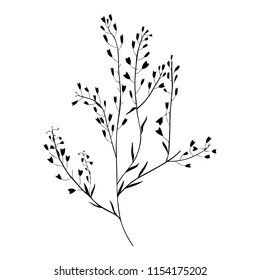 Capsella flower, Shepherd's purse, Capsella bursa-pastoris, the entire plant, hand drawn vector illustration, doodle ink silhouette isolated on white background for design label cosmetic, organic shop