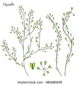 Capsella flower, Shepherd's purse, Capsella bursa-pastoris, the entire plant, hand drawn graphic vector colorful illustration, doodle ink sketch isolated on white, contour style for design cosmetic