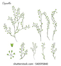 Capsella flower, Shepherd's purse, Capsella bursa-pastoris, the entire plant, hand drawn graphic vector colorful illustration, doodle ink sketch isolated on white, contour style for design cosmetic