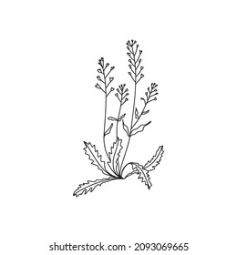 Capsella line art vector illustration. 
