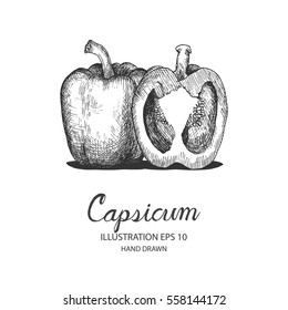 Capsicum hand drawn illustration by ink and pen sketch. Isolated vector design for fruit and vegetable product label, banner and health care goods.