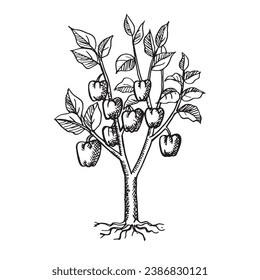 Capsicum plant outline hand drawn illustration vector 
