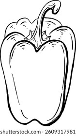 Capsicum. Vegetables. Hand drawn vector isolated sketch.