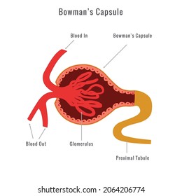 Bowman’s Capsule. Microscopic Structure Of The Kidney - Glomerulus Bowman's Capsule