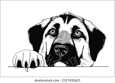 "Captivating Anatolian Shepherd Dog head peeking with intense gaze, in a high-quality EPS file. Perfect for designs, merchandise, or prints. Authentic and captivating canine art