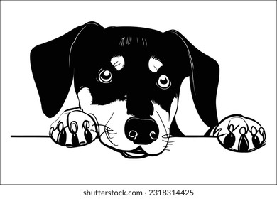 Captivating Beauceron dog peeking, with its sleek black and tan coat and intelligent gaze, emanating strength and grace