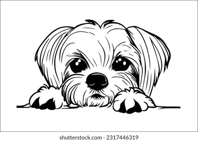 Captivating and charming Maltese dog with an adorable head peeking, showcasing irresistible innocence and playful curiosity