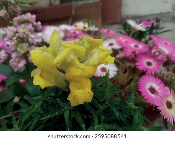 A captivating close-up of a snapdragon flower, showcasing dragon-shaped petals in vibrant hues. 