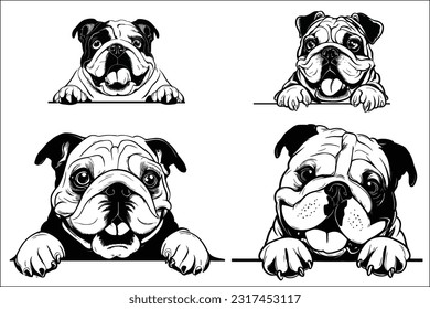 Captivating and endearing, this majestic English Bulldog's head, gracefully peeking, exudes charm and character. Crafted as an EPS file