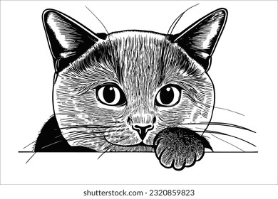 Captivating image of a cute Selkirk Rex cat playfully peeking, guaranteed to enhance your designs. Ideal for commercial use, projects, and creative endeavors.