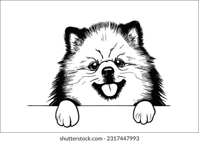 Captivating Keeshond: A delightful EPS illustration featuring the enchanting head of a Keeshond dog peeking with bright, expressive eyes and a fluffy coat. Ideal for pet lovers and enthusiasts