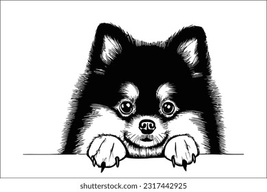 Captivating Pomeranian dog head peeking with curiosity. High-quality EPS file for sale on Shutterstock. Instantly engage your audience with this adorable and playful design