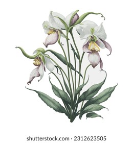 A captivating portrayal of the exquisite lady's slipper orchid in delicate watercolor technique. The graceful strokes and subtle color variations beautifully capture the unique shape and intricate.