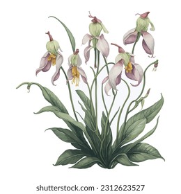 A captivating portrayal of the exquisite lady's slipper orchid in delicate watercolor technique. The graceful strokes and subtle color variations beautifully capture the unique shape and intricate.